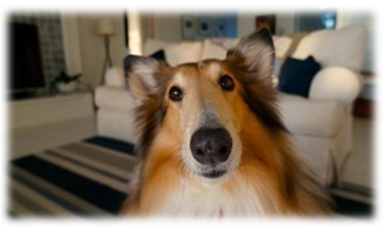 Pet-Friendly Protection